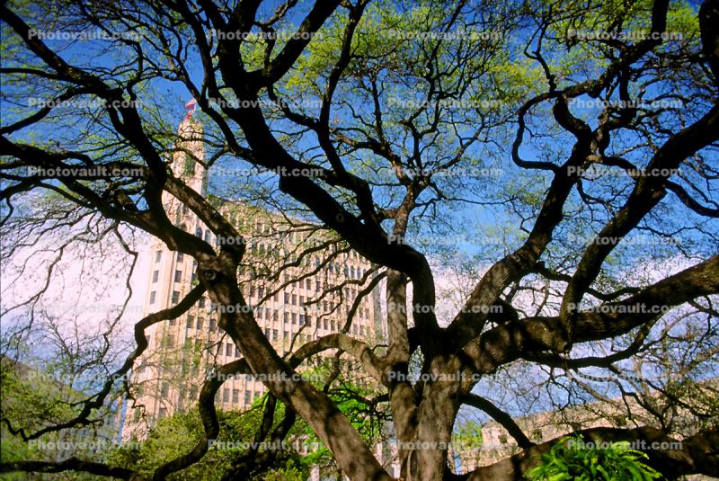 Tree, The Emily Morgan, DoubleTree, Hilton, San Antonio, 25 March 1993