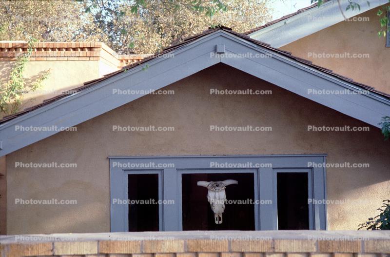 steer skull, Marathon, October 1999
