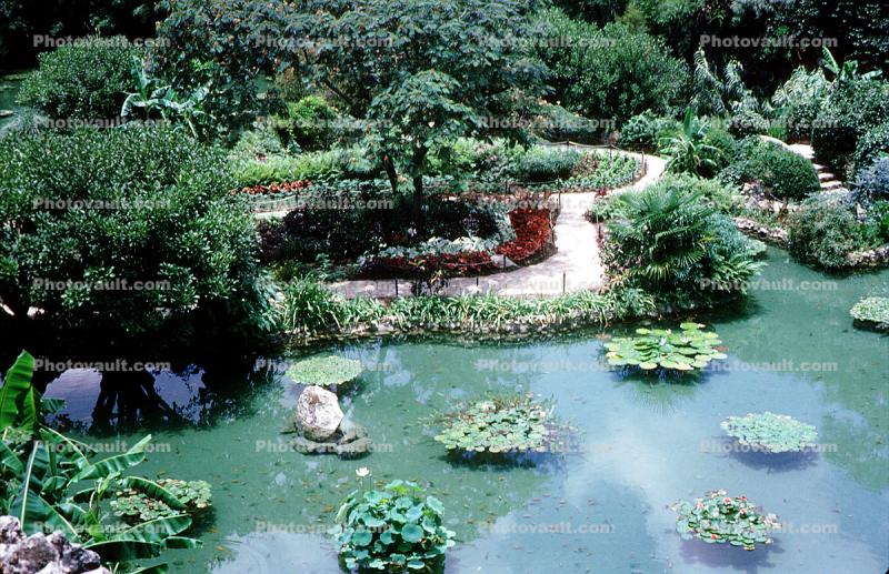 Water Lily, Garden, Pond, Path, June 1972, 1970s