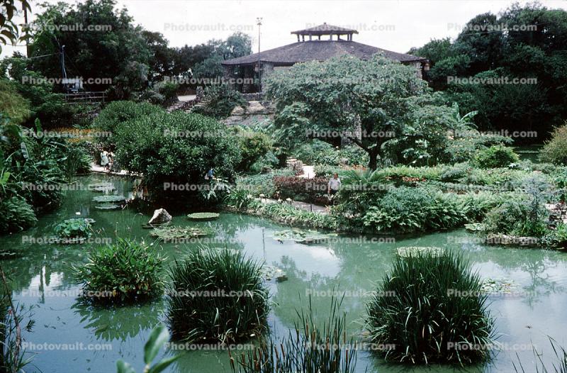 Garden, Pond, Path, June 1972, 1970s