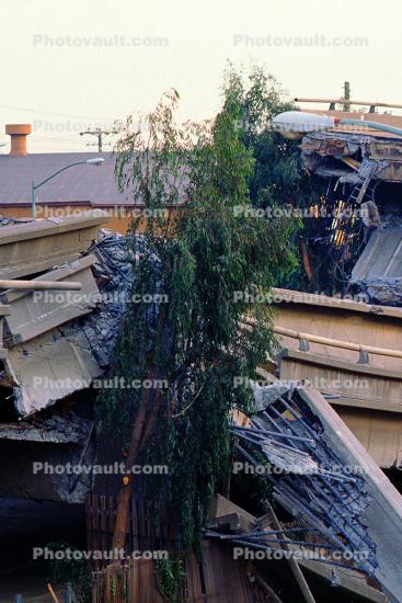 Tree, Cypress Freeway collapse, Loma Prieta Earthquake (1989), 1980s