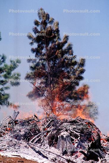 Burning Tree, Forest