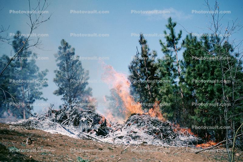 Burning Tree Pile, Pine Trees, ashes