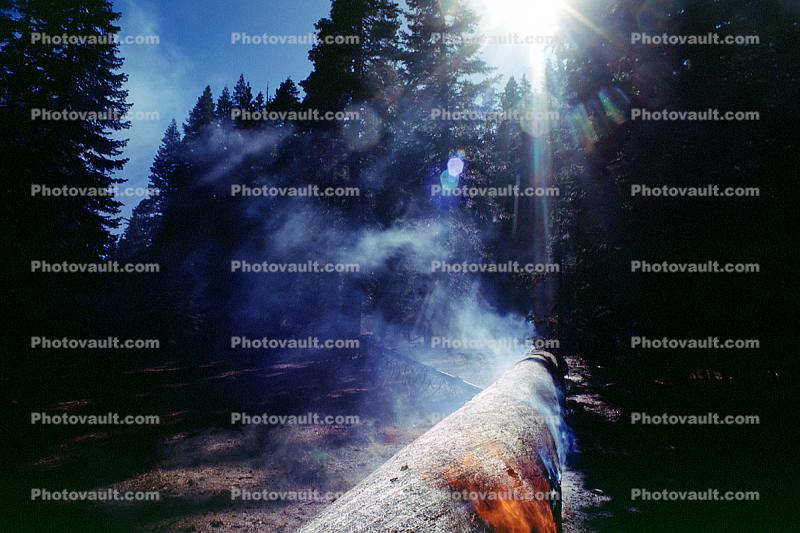 Burning Sequoia Tree, (Sequoiadendron giganteum)