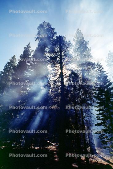 Giant sequoia (Sequoiadendron giganteum), Crepuscular Rays, smoke