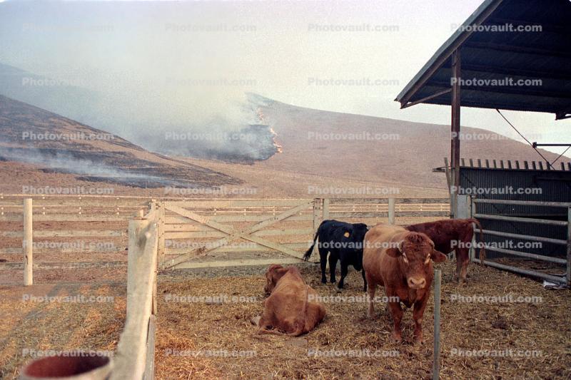 Cows, Cattle, Malibu Fire, California, grass fire, wildfire, Wild land Fire