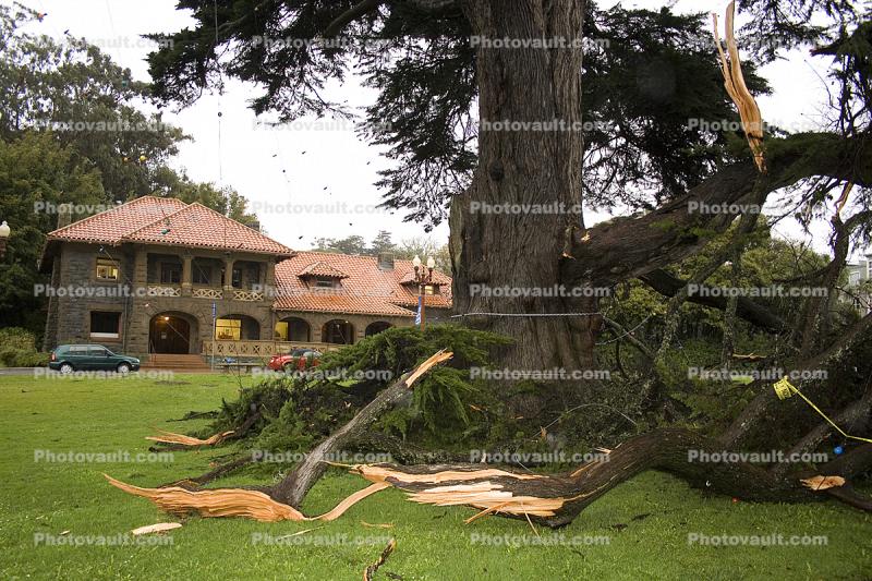 Felled Tree, Mclaren Lodge