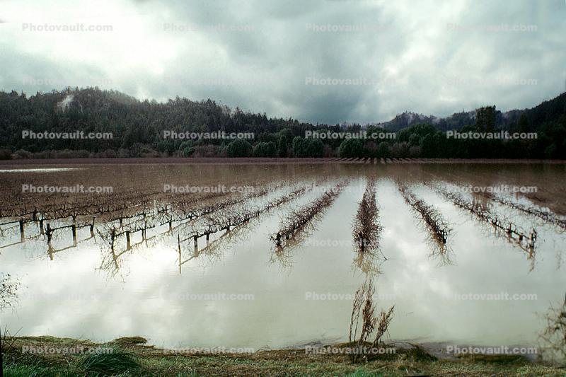 Rows of Vineyards, 14 January 1995