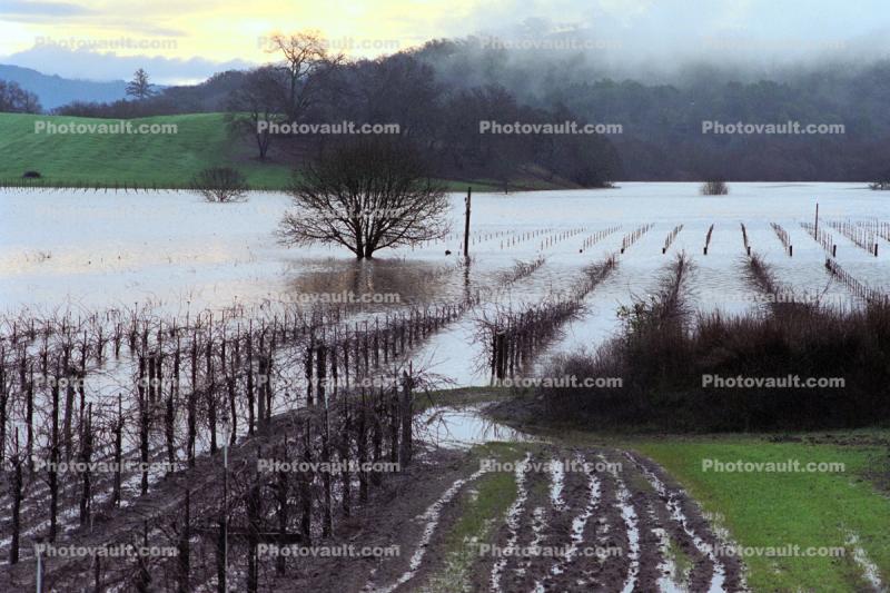 Flooded Rows of Vineyards, Sonoma County, 15 January 1995