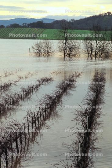 Flooded Rows of Vineyards, flood, Sonoma County, 15 January 1995