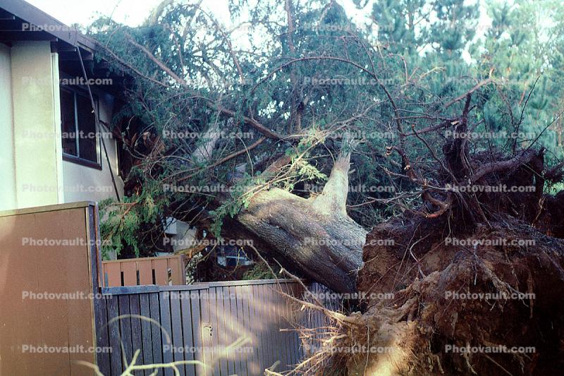 toppled trees, 12 Decenber 1995