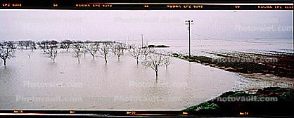 Flooded Orchard, trees, Northern California