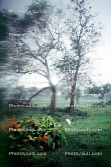 Fallen Tree, branches, lawn, Hurricane Francis, 2004