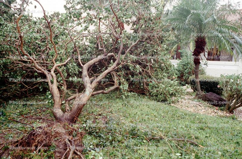 Fallen Branches, Tree, lawn, Hurricane Francis, 2004