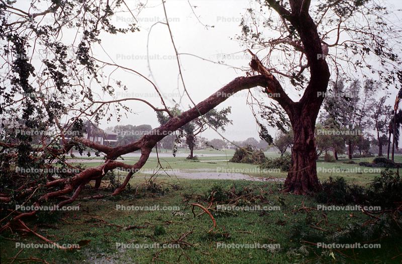 Fallen Branches, Tree, lawn, Hurricane Francis, 2004