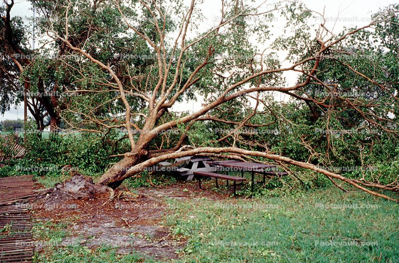 downed tree, felled, Hurricane Francis, 2004