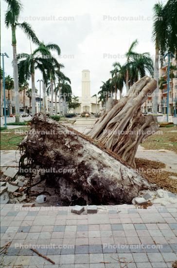 downed tree, felled, roots, buildings, Hurricane Francis, 2004