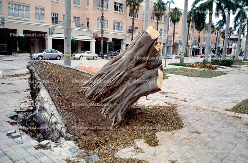 downed tree, felled, buildings, Hurricane Francis, 2004