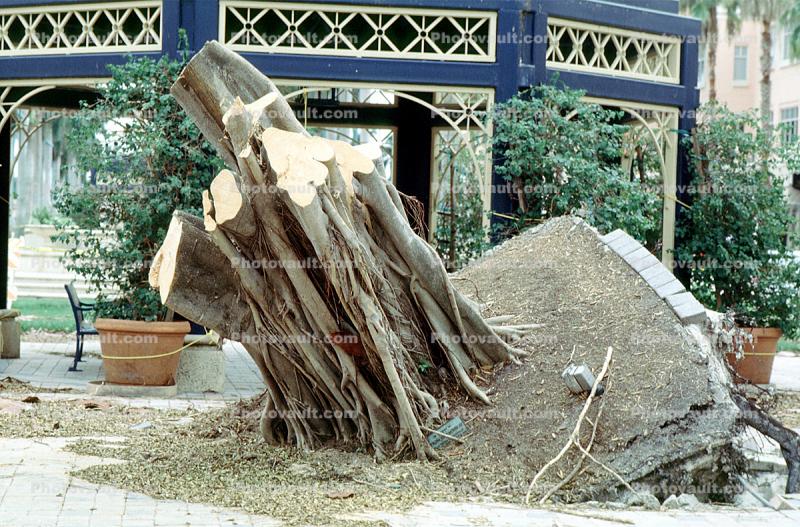 downed tree, felled, buildings, Hurricane Francis, 2004