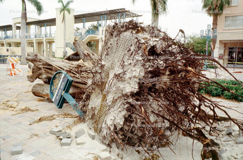 downed trees, felled, buildings, roots, park, Hurricane Francis, 2004
