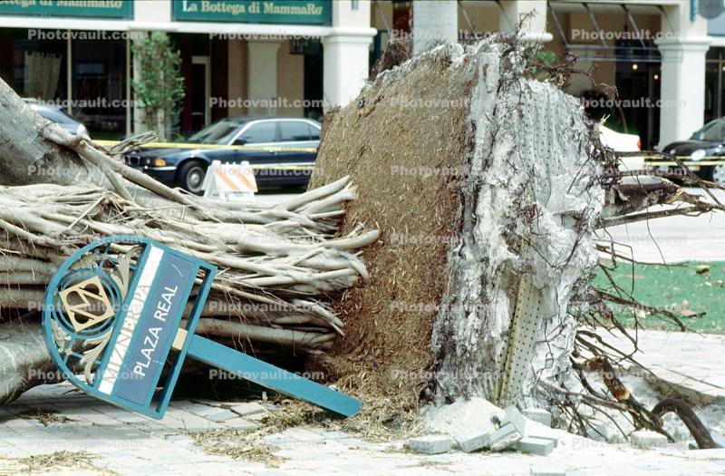 downed trees, felled, buildings, roots, Mizner park, Hurricane Francis, 2004