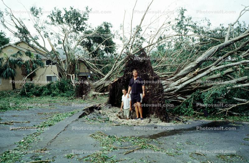 downed trees, felled, buildings, roots, home, house, people, Hurricane Francis, 2004