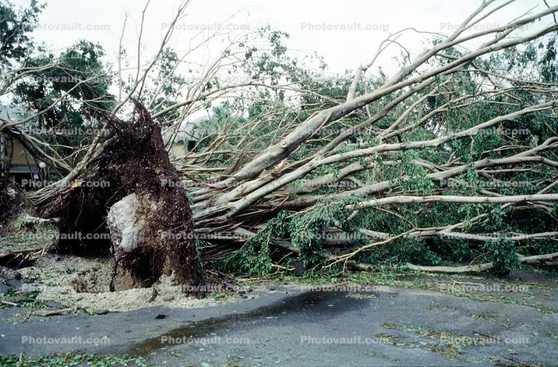 downed trees, felled, buildings, roots, home, house, Hurricane Francis, 2004
