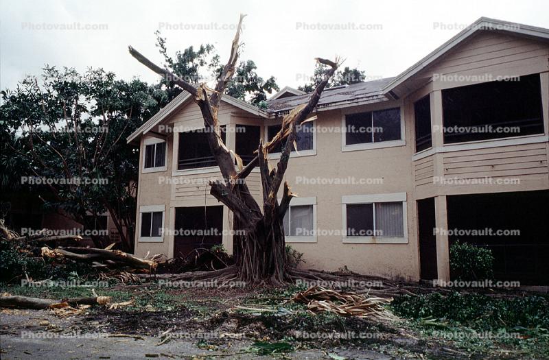 downed trees, building, home, house, Hurricane Francis, 2004