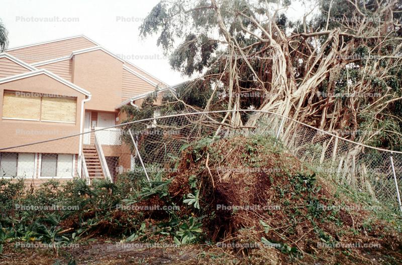 downed trees, building, house, homes, Hurricane Francis, 2004