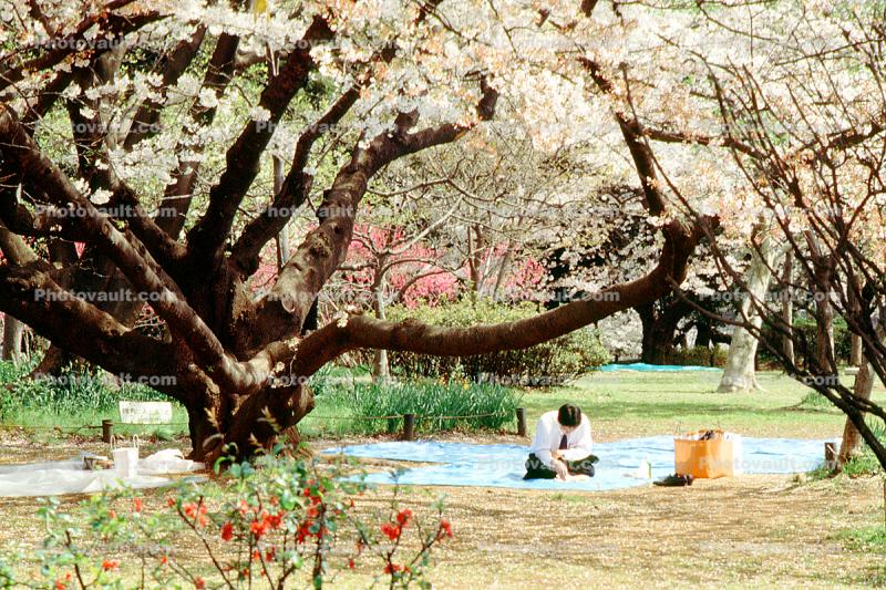 Man, Park, alone, Man reading in a park, Tokyo, Japan, Cherry Blossom Tree