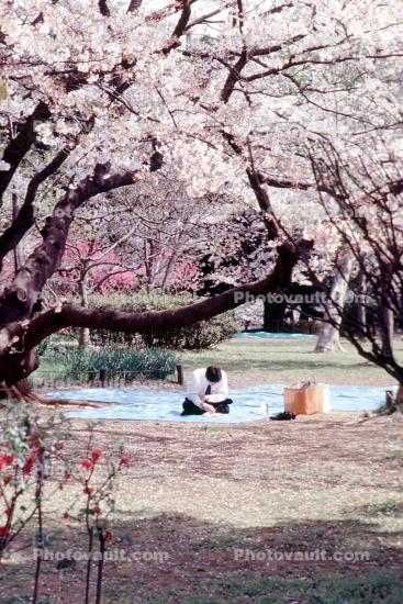 Man reading in a park, Tokyo, Japan, Cherry Blossom Tree