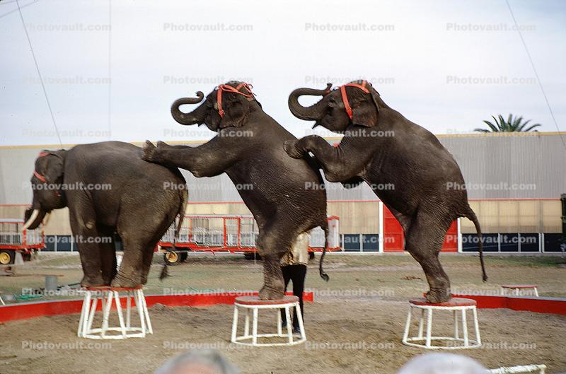 Elephants Standing on each others backs