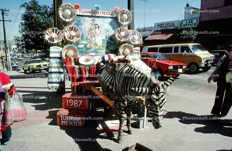 Burro in Tijuana, faux zebra, cars, 1987