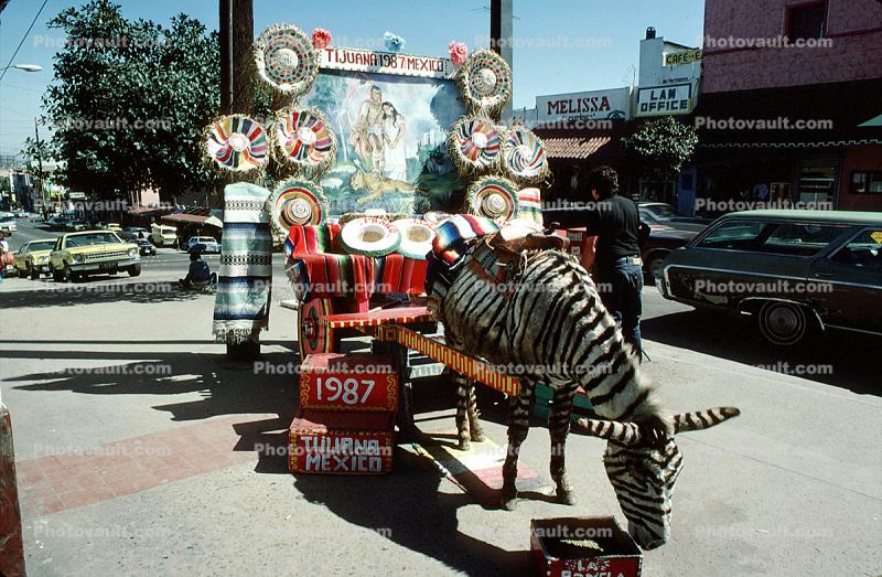 Burro in Tijuana, faux zebra, cars, 1987