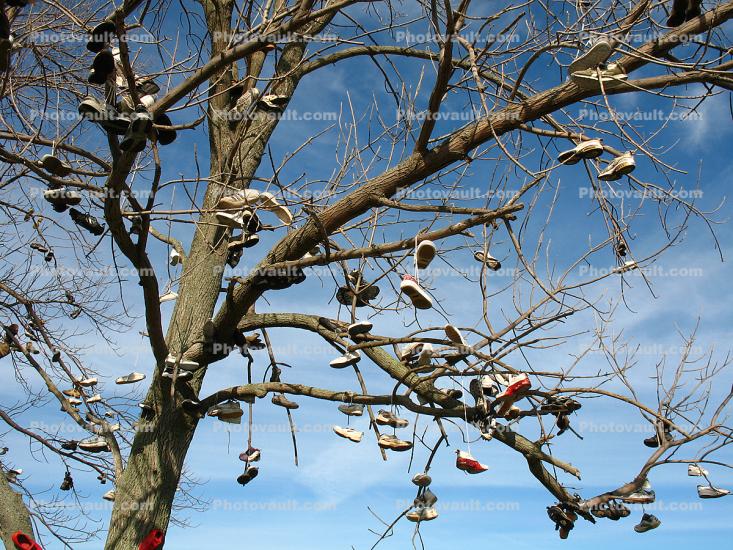 Tennis Shoes, Tree, Upstate New York