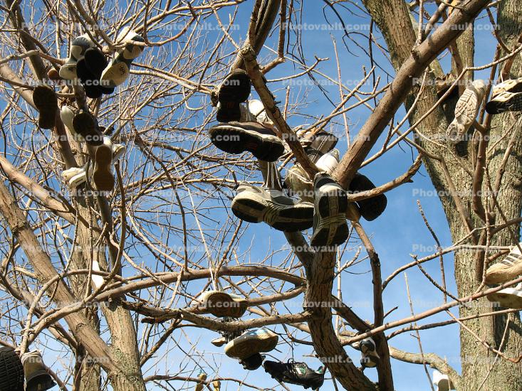 Tennis Shoes, Tree, Upstate New York