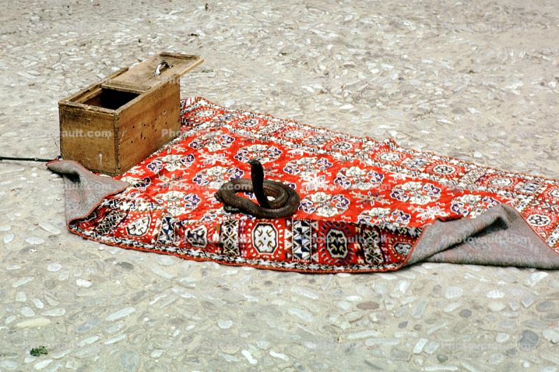 Magic Carpet, Snake Charmer, Cobra, Tangiers, Morocco