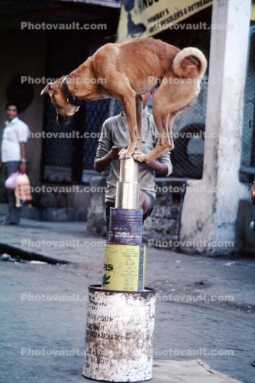 Dog, Balancing on tin cans, Mumbai