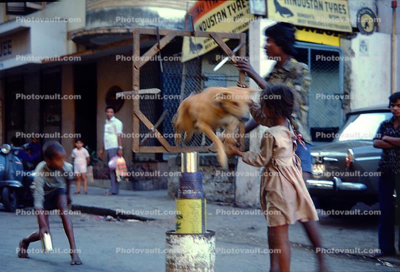 Acrobat Dog, Girl, Balancing on tin cans, Mumbai