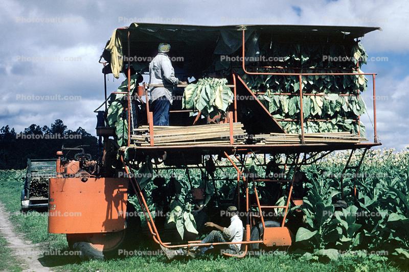 Harvesting Tobacco Leaves, harvester, machine, heavy equipment