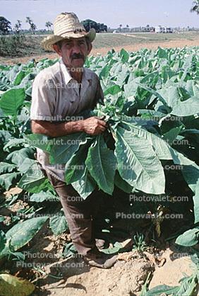 Tobacco Farm, Cuba