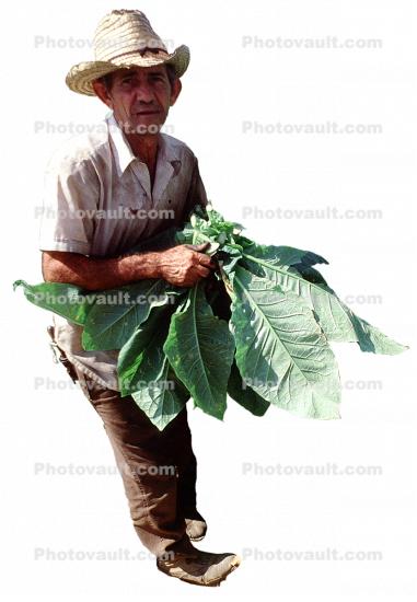 Tobacco Farm, Cuba, photo-object, object, cut-out, cutout