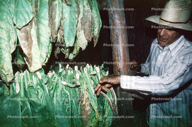 Drying Tobacco Leaves, Tobacco Farm, Cuba