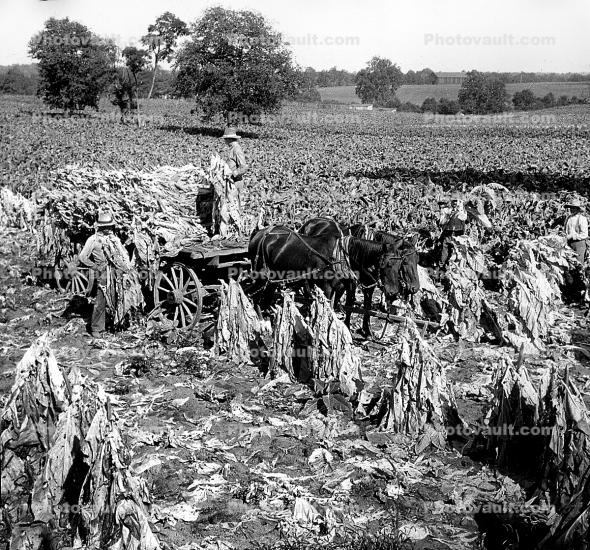 Donkey Cart, Harvesting Tobacco, Fields, 1890's