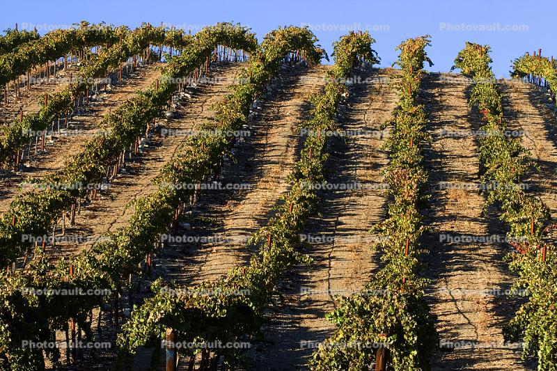 Hearthstone Vineyards, Adelaida, San Luis Obispo County