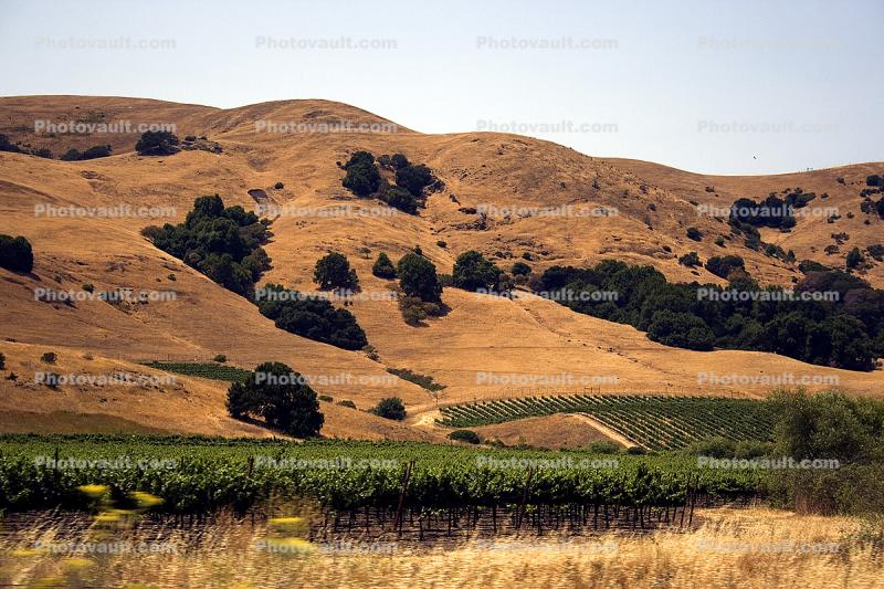 Sonoma County, hills, summertime, Vineyard