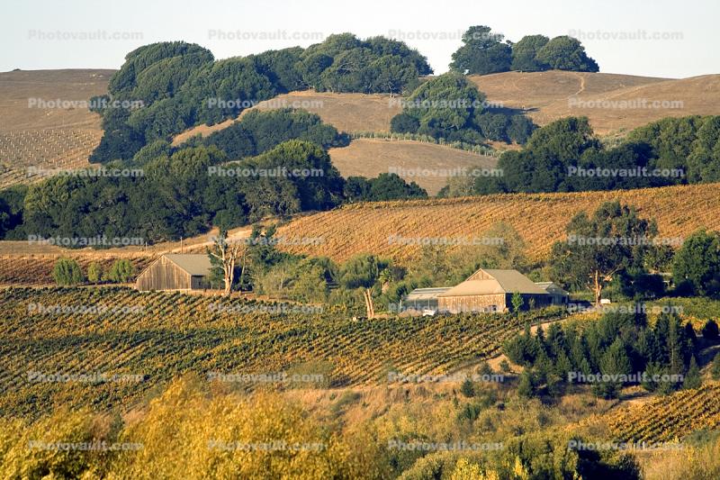 Wooden Barn, Sonoma County, hills, trees