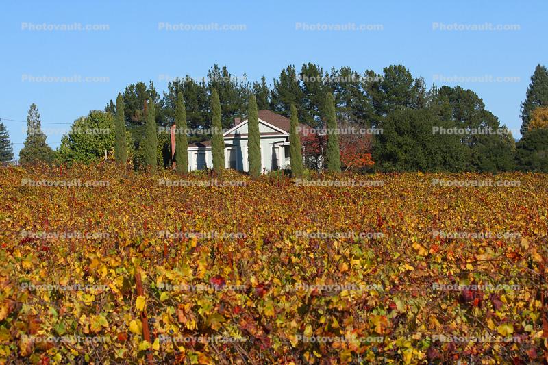 autumn, fall colors, building architecture, winery, Sebastopol, Sonoma County