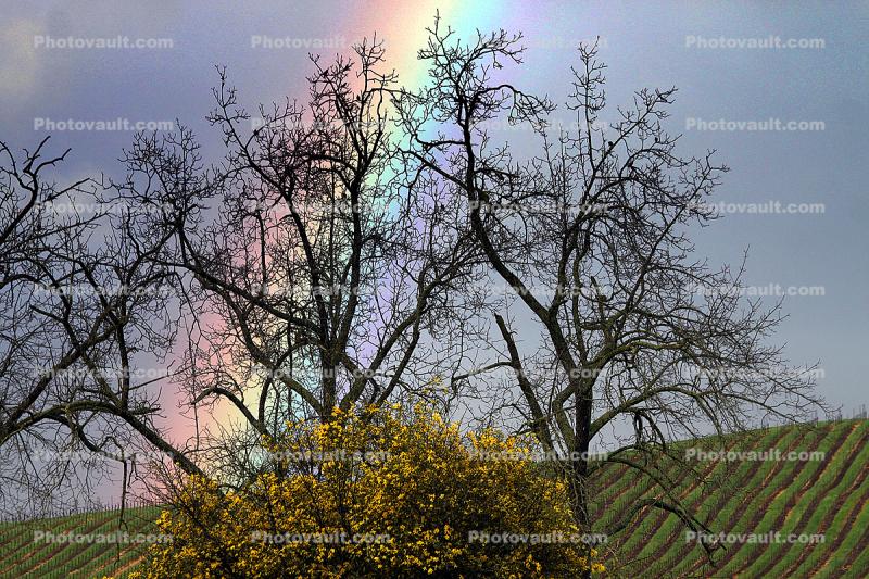Bare Tree, Winter, Sonoma County