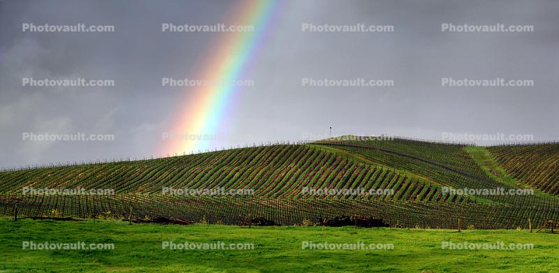 Vineyard in Petaluma Gap, Rainbow, Sonoma County, Panorama